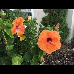 Meet your Posher, Jaime